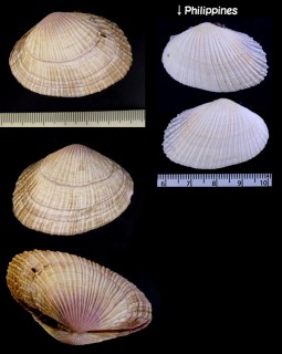 リュウキュウマスオ Asaphis violascens small