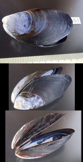 キタノムラサキイガイ Mytilus trossulus small