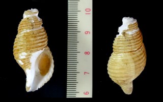ヒラノイトマキツムバイ Colus hiranoi small