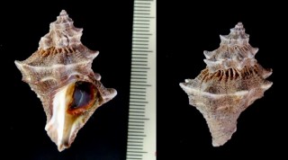 アズマヤレイシ Thais kiosquiformis small