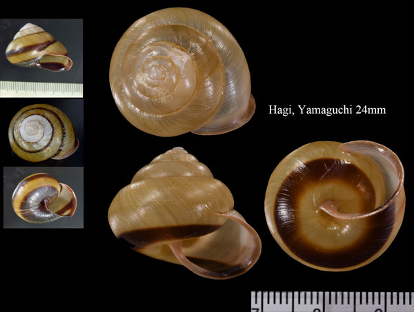 サンインマイマイ Euhadra dixoni small