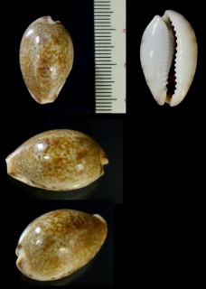 ウグイスチャダカラ Erronea pallida small