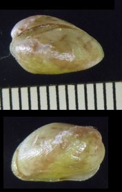 カザリツヤタマエガイ Vilasina decorata small