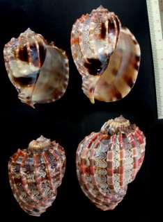 カブリティショクコウラ Harpa cabriti small
