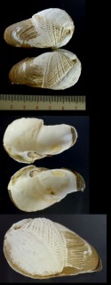 ホンカモメガイ Penitella penita small