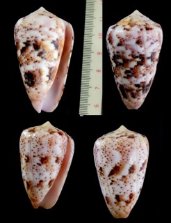 ナナクサイモ Conus zeylanicus small