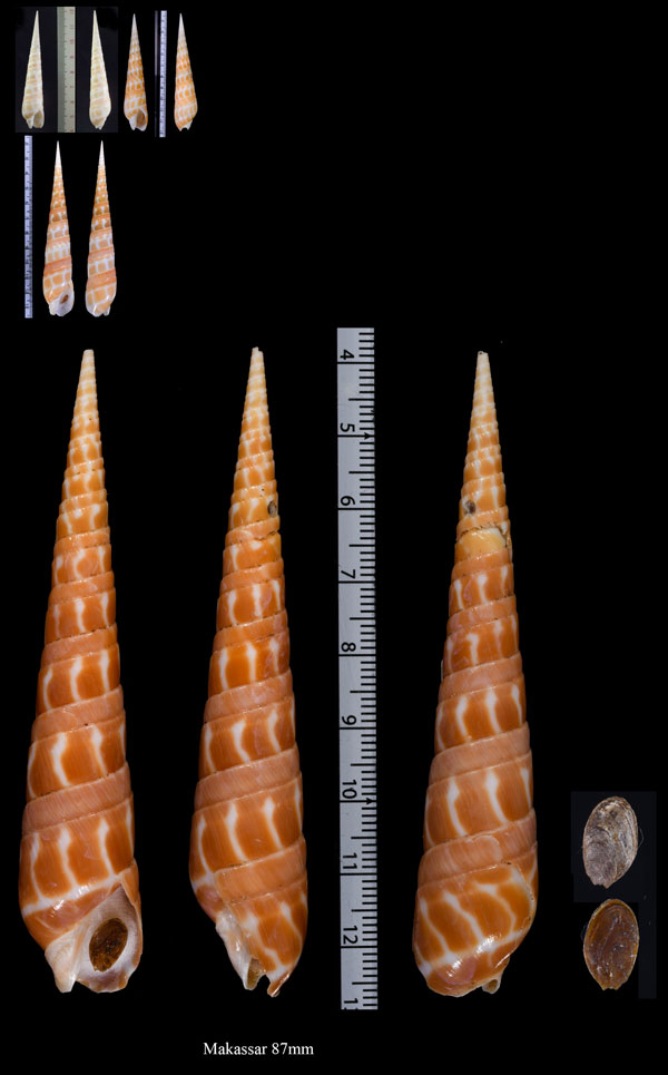 ベニタケ Terebra dimidiata small