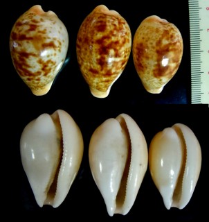 ナガメノウダカラ Schilderia achatidea longiqua small