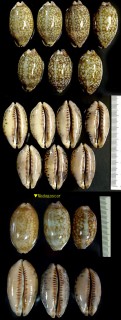 アミメダカラ Mauritia scurra scurra small
