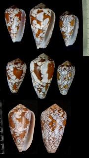マダガスカルアジロイモ Conus pennaceus behelokensis small