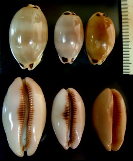 サフランダカラ Luria pulchra pulchra small