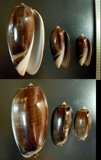 シリタカマクラの一種 Oliva tremulina tenebrosa small