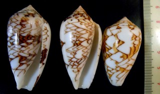 フヌケコモンタガヤサンミナシ Conus textile concatenatus small