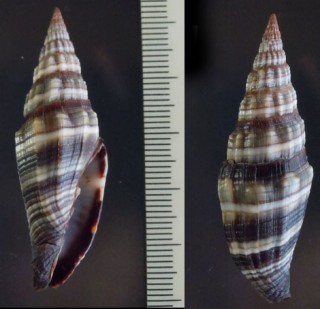 クロツヤミノムシ Vexillum intermedium small
