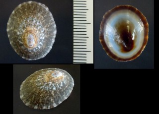 サラサシロガイ Collisella sp. small