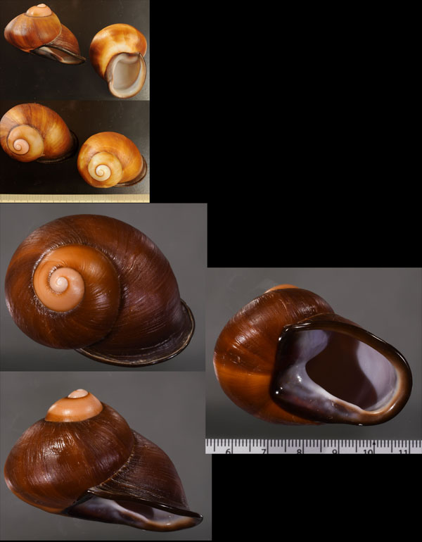 クリイロアカマイマイ (仮称) Acavus superbus grevillei small
