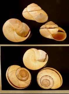 ホクロメダママイマイ Asperitas rareguttata small