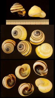 バランテンタチバナマイマイ (仮称) Naninia fulvizona balantensis small