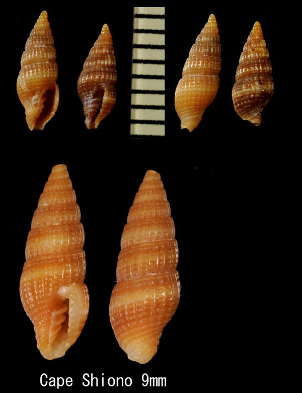 サナギツクシ Vexillum micra small