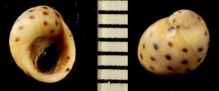 カリブコビトタマキビ (仮称) Echinolittorina mespillum small