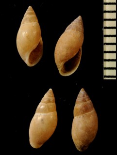 ミケーリコミミガイ　(仮称) Ovatella micheli small
