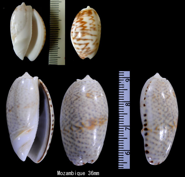 コガネオビセキトリマクラ Oliva bulbosa tuberosa small