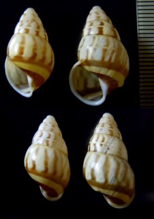 スマトラマレーマイマイ Amphidromus sumatranus small