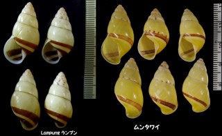 ポルチェラーナマレーマイマイ (仮称) Amphidromus porcellanus small