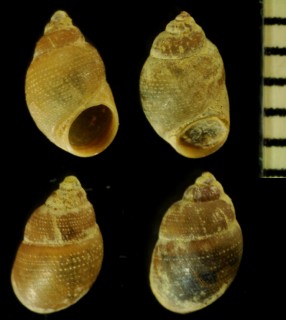 ジュズカケミズゴマツボ (仮称) Stenothyra monilifera small