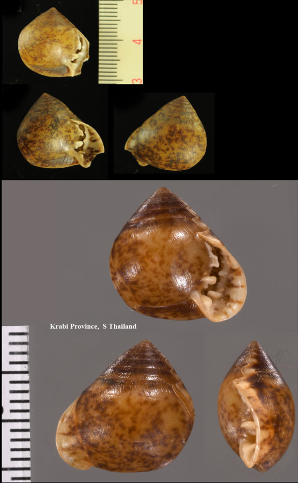 ヒネリシイノミガイ Pythia trigonus small