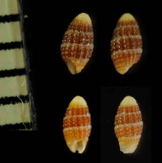 シロスジサナギチビカニモリ Jaculator albocincta small