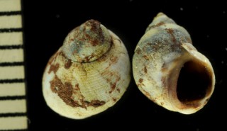 ハワイタマキビ Nodilittorina picta small