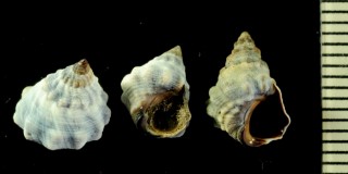 イースターイボタマキビ (仮称) Nodilittorina pyramidalis pascua small