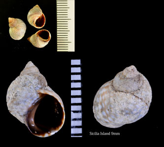 ハイイロタマキビ Littorina punctata small