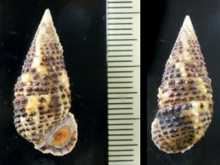イワカニモリ Clypeomorus purpurastoma small