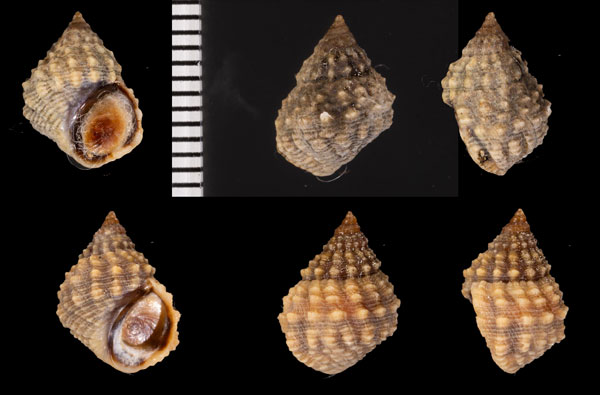 ナタールアラレタマキビ Echinolittorina natalensis small