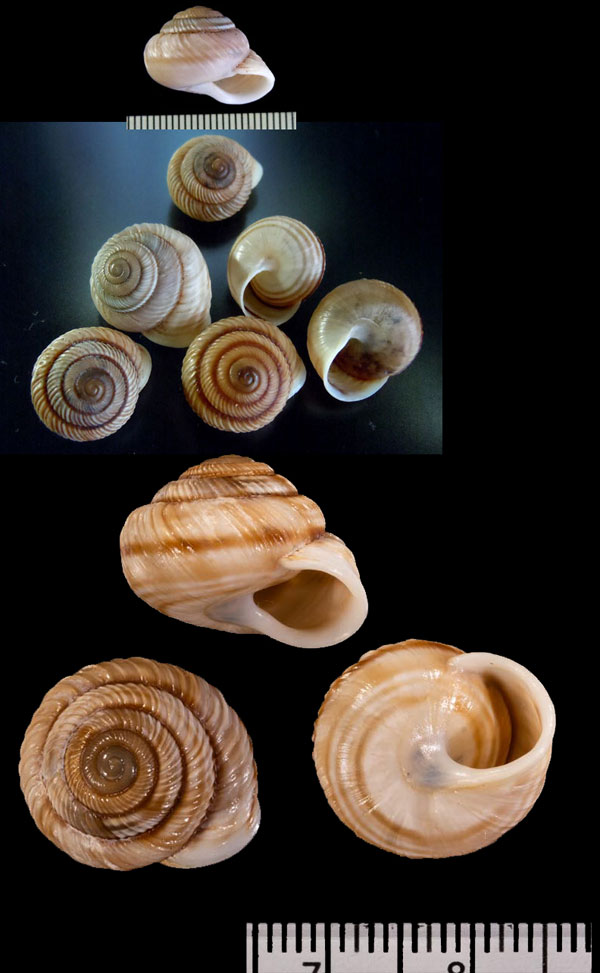 ゼッツェルマイマイ (仮称) Rhagada setzeri small