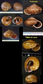イズモマイマイ Euhadra idzumonis small