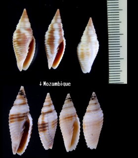ヌノメフデ Subcancilla flammea small