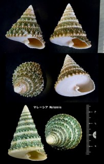 コシダカギンタカハマ Tectus triserialis small
