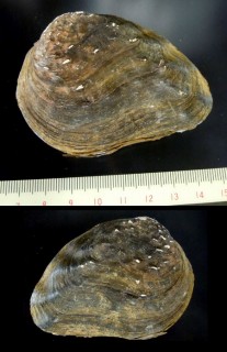 イノミミヌマガイ Lamprotula rochechouarti small