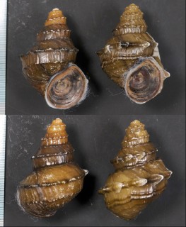 コブタニシ Margarya melanioides small