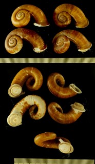 ハイネエントツアツブタガイ (仮称) Rhiostoma hainesi small