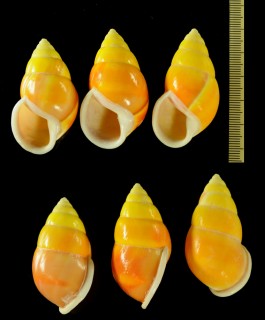 ソレムマレーマイマイ Amphidromus perversus solemi small