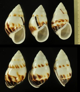 サンカプラマレーマイマイ (仮称) Amphidromus perversus sankapurus small