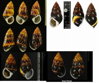 ダークマレーマイマイ Amphidromus perversus melanoma small