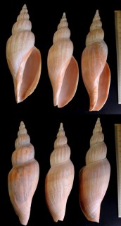 カネコヒタチオビ Fulgoraria kaneko small