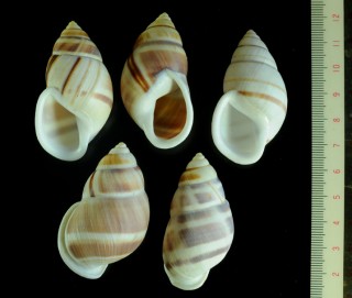 ソウケンマレーマイマイ Amphidromus heerianus robustus small