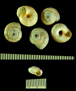 ジョニカコマイマイ Cernuella jonica small
