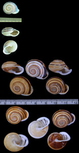 シロオビマイマイの仲間02 Planispira exceptiuncula small